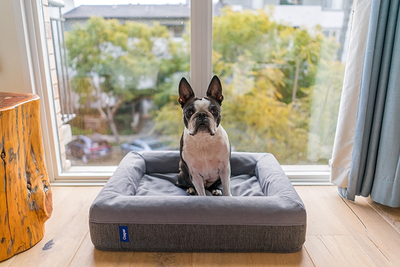 french bulldog is sitting on his new bolster dog bed