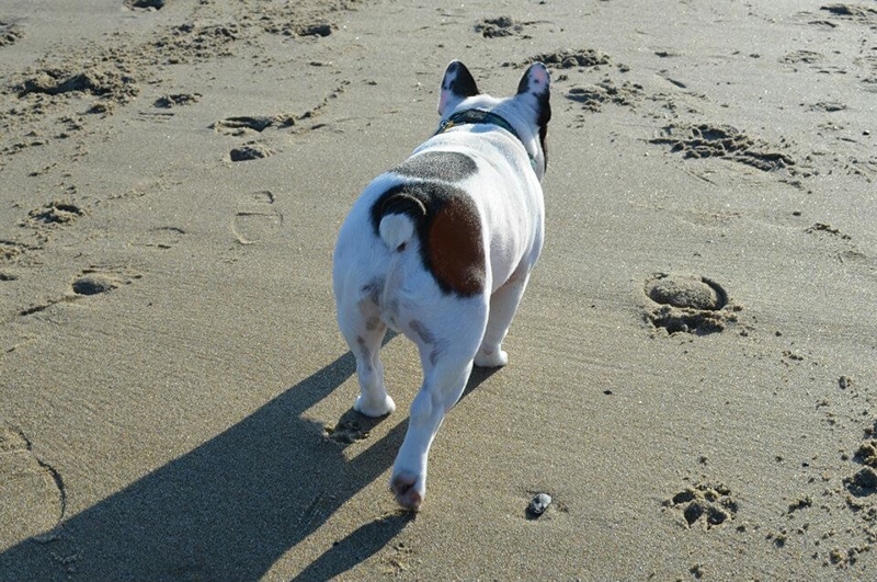 french bulldog is walking slow at the beach after anal gland expression