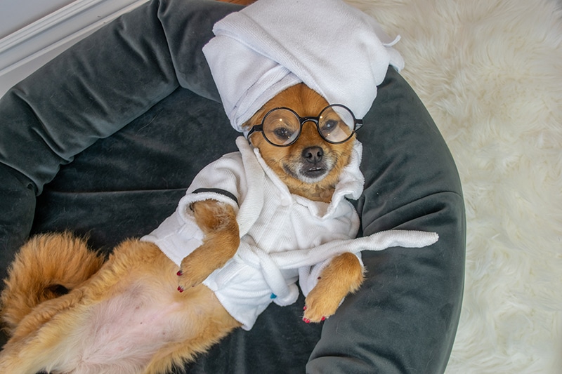 funny dog chilling in her bed after bath