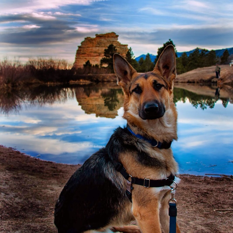 German Shepherd is wearing a comfortable harness and posing to the camera
