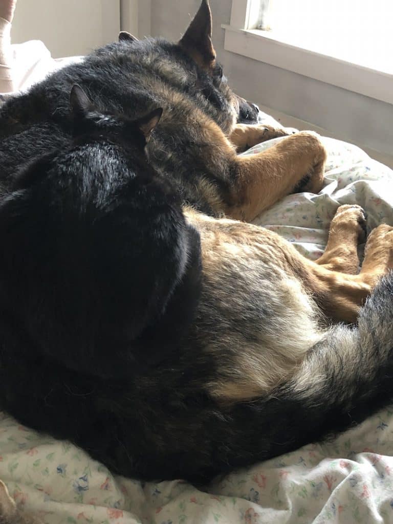German shepherd  is cuddling together with a cat on a bunk bed