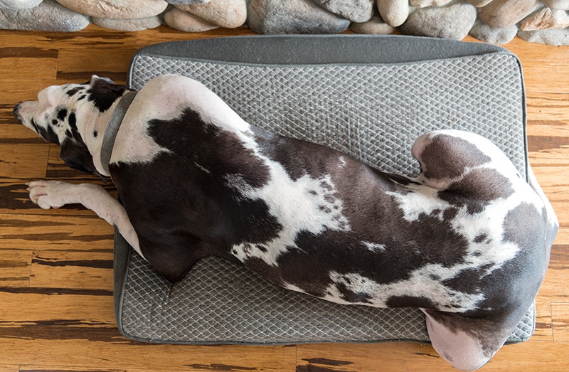 Great Dane is not feeling comfortable in his bed