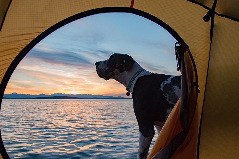 a great dane is enjoying the lake view and next to his dog tent bed