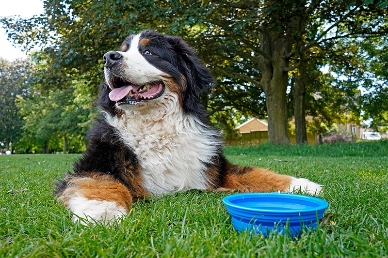 happy bernese is resting next to his large  blue water dog bowl