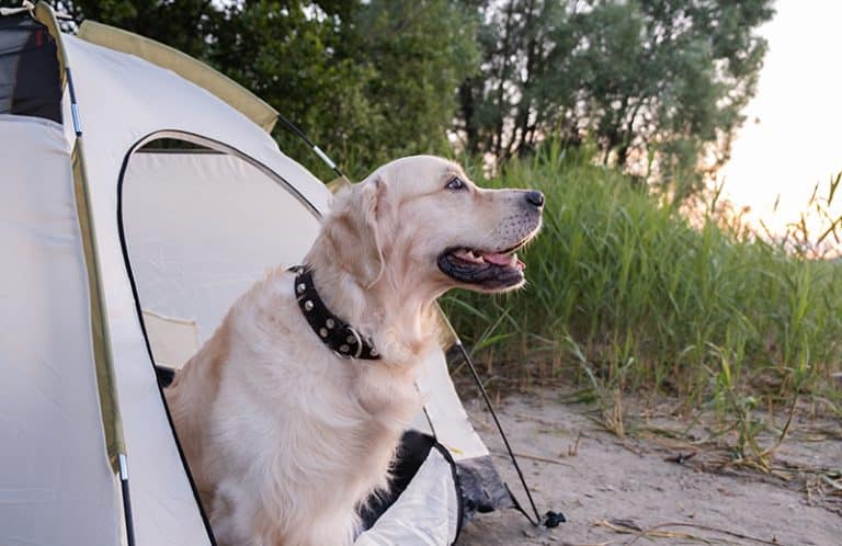 The 10 Best Dog Tent Beds of 2024