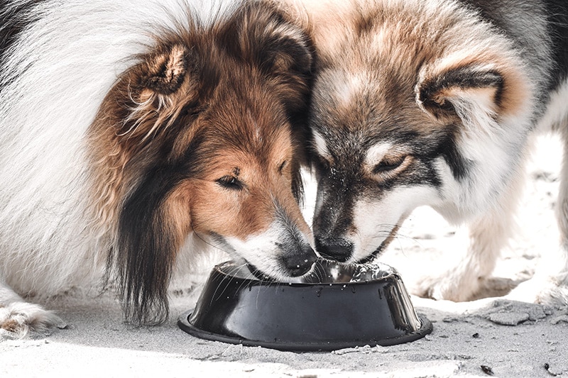 Husky and Colie both reviewing for the first time their new large dog bowl
