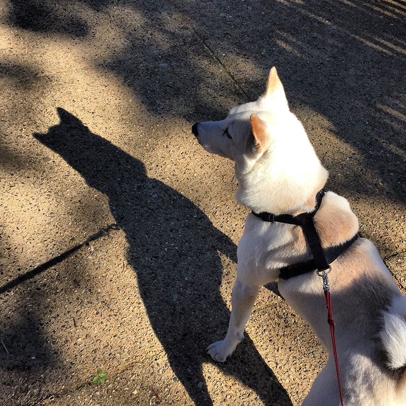 Husky is staring at his shadow, wearing a black harness and a read leash
