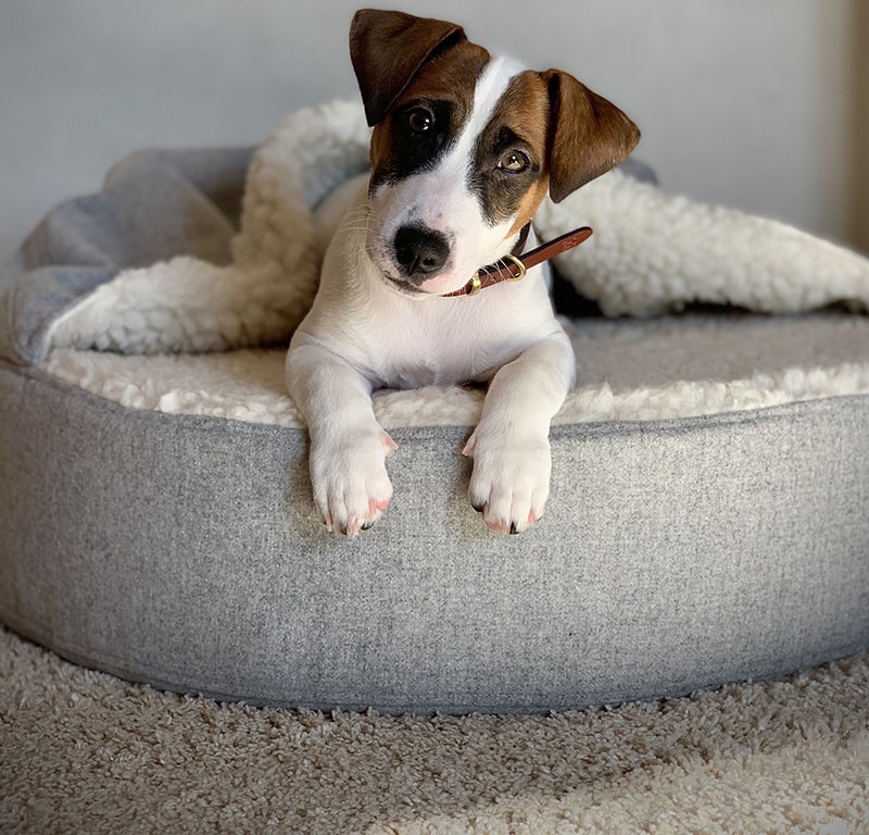 Jack Russell is laying in his hooded affordable dog bed while staring at the camera