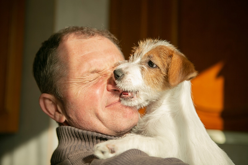Jack russell terrier licking is owner after he bought him a safe see through dog indoor gate