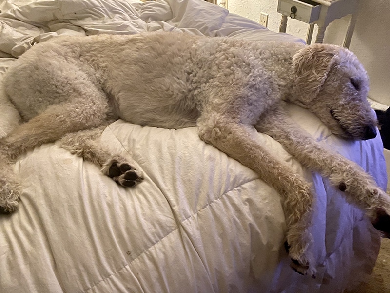 Labradoodle is resting on his parents bed and waiting for them to buy him an extra large dog bed already