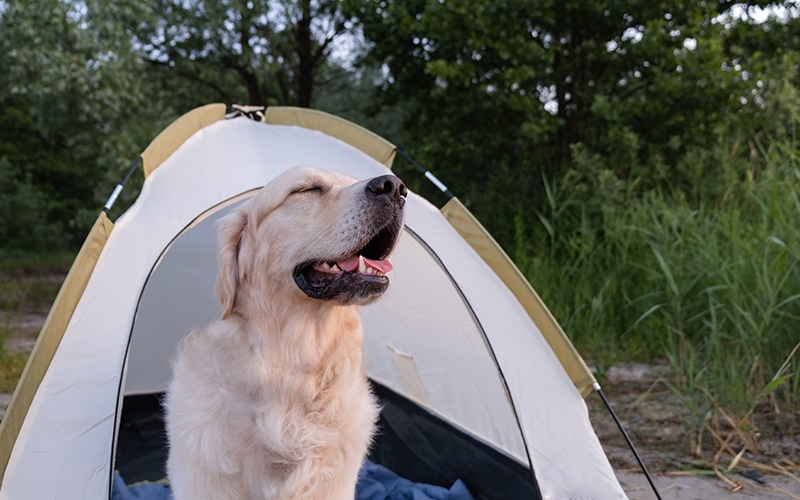 Labrador is enjoying his traveling dog bed and camping with his family
