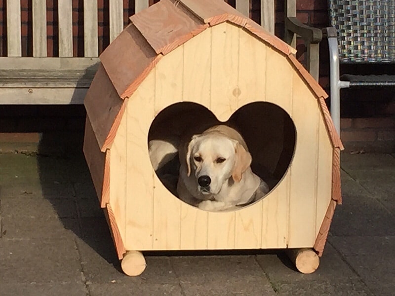 Labrador is resting in his large wooden dog house