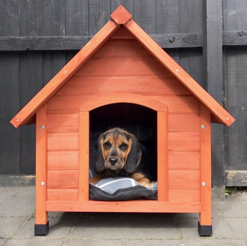 large dog breed is staring at the camera while chilling in wooden elevated dogf