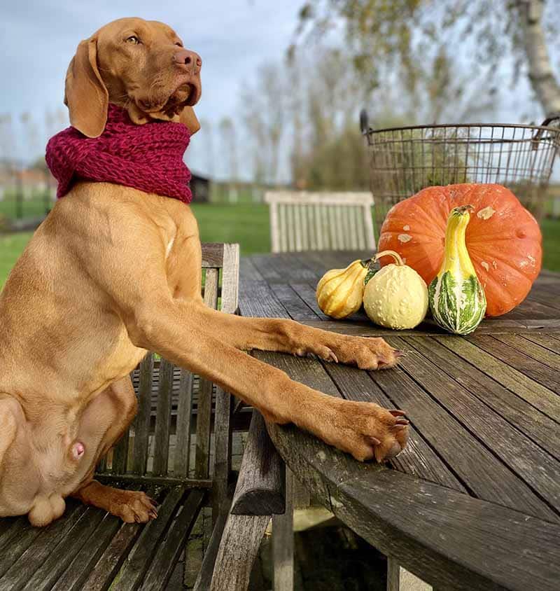 large dog is sitting at the table and listening to his owner about how  pumpkin based products can help him with his anal glands issue