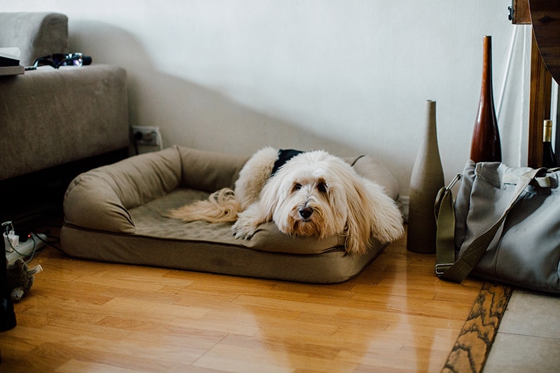 large mixed terrier is laying on his elevated bolster-style dog bed and staring at the camera