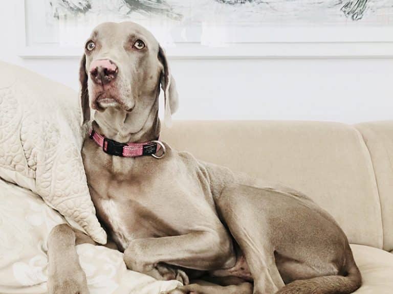 The 12 Best Extra Large XL Dog Collars for Giant & Big Dogs