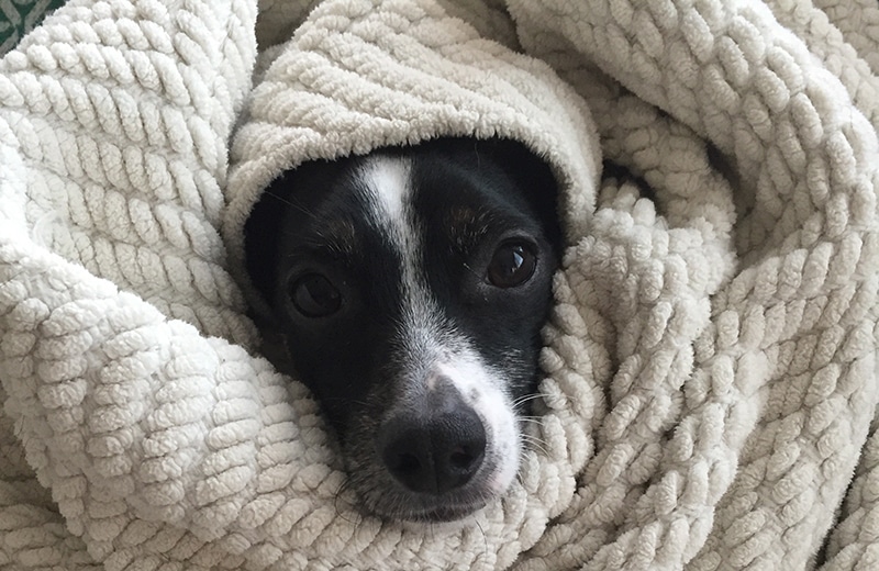 mixed dog breed is covered in a white blanket in a cold weather