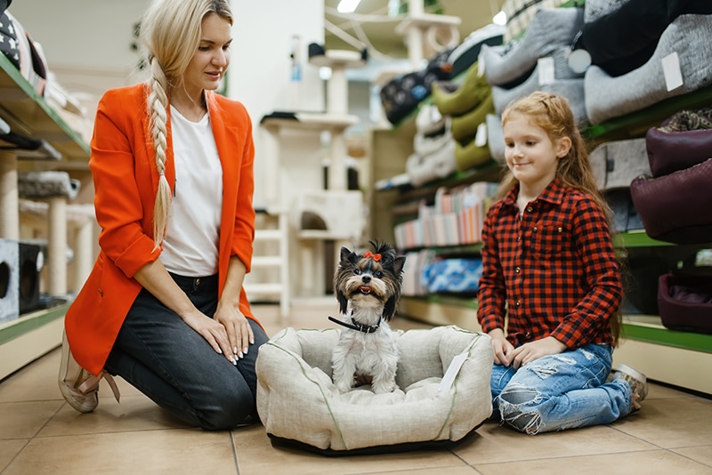 woman and her daughter is choosing a new bolster bed for their tiny terrier