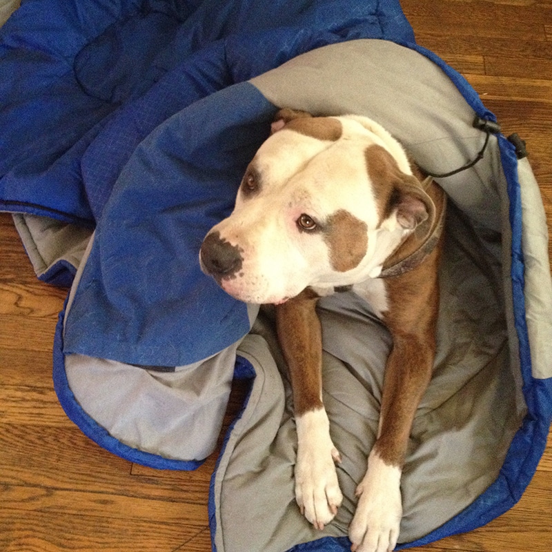 Pitbull is resting inside of a blue folding sleeping dog bed