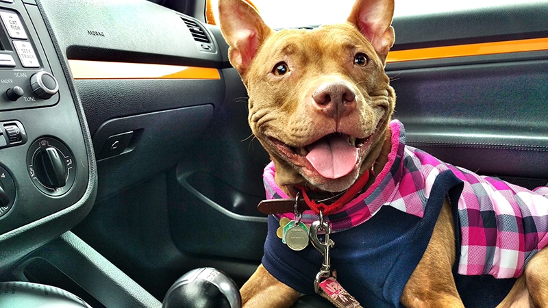 Pitbull is excited to review new car seats for large dogs