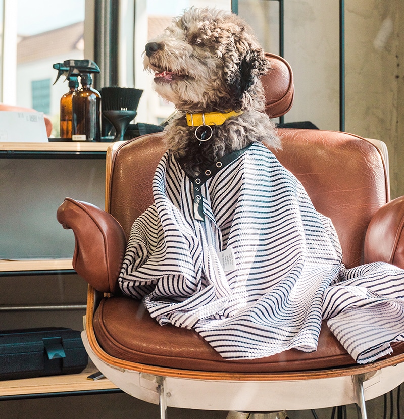 happy poodle is sitting on the groomer chair, loving the scent of his new dog perfume