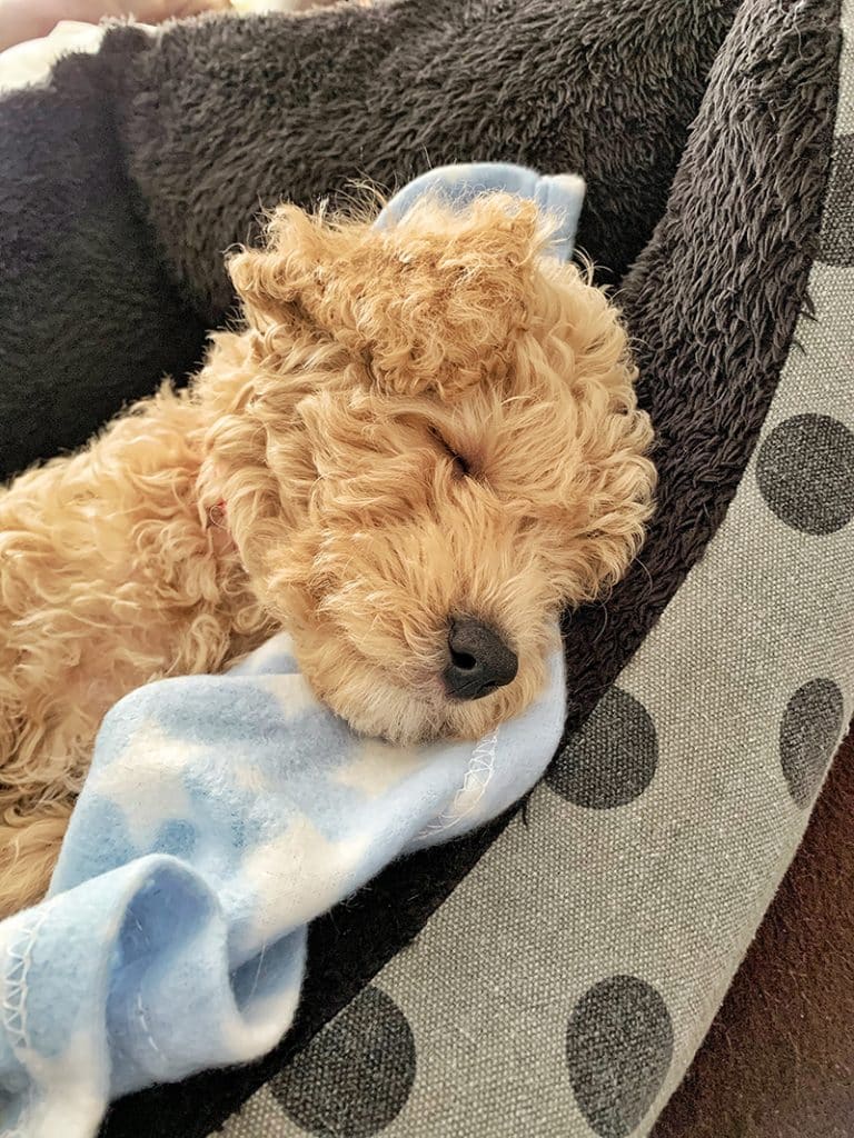 Poodle is sleeping peacefully after his mom bought him a new dog small bed that fits his size perfectly