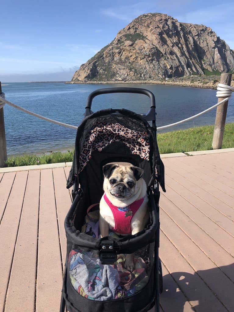 happy senior pug is carried by a dog stroller