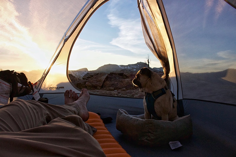 pug is enjoying the view from this door's tent