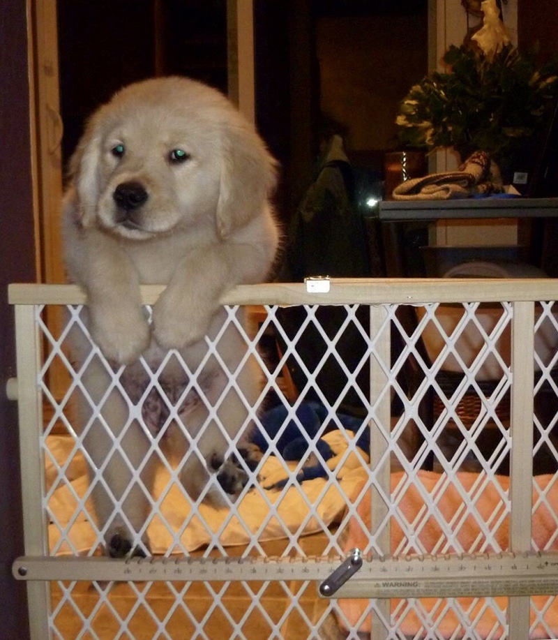 puppy is an escape artist, trying to climb through the puppy indoor gate