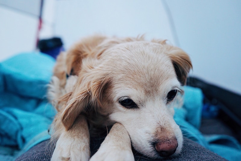 senior dog is cuddling with his owner in a tent while camping