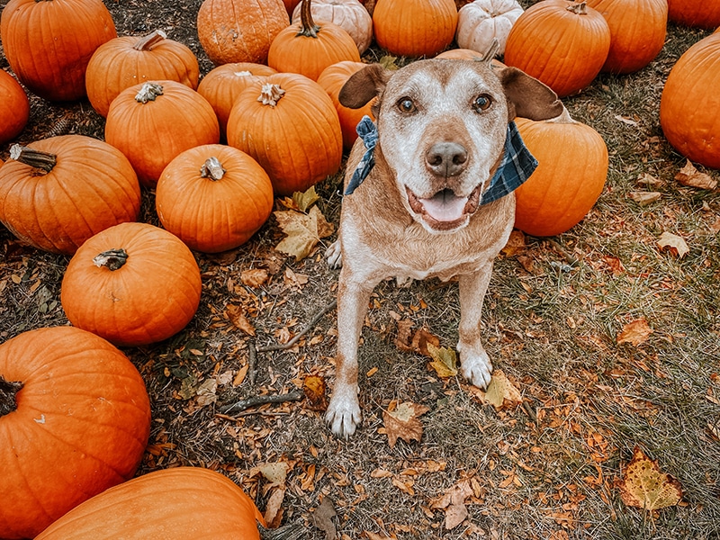 senior dog posing to the camera next to pumpkins