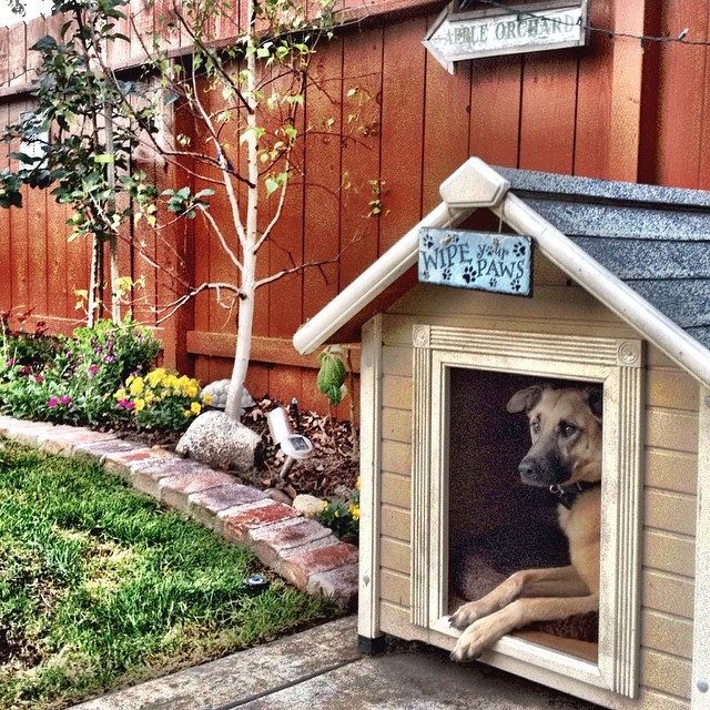 extra large dog is laying in his dog house staring at the backyard