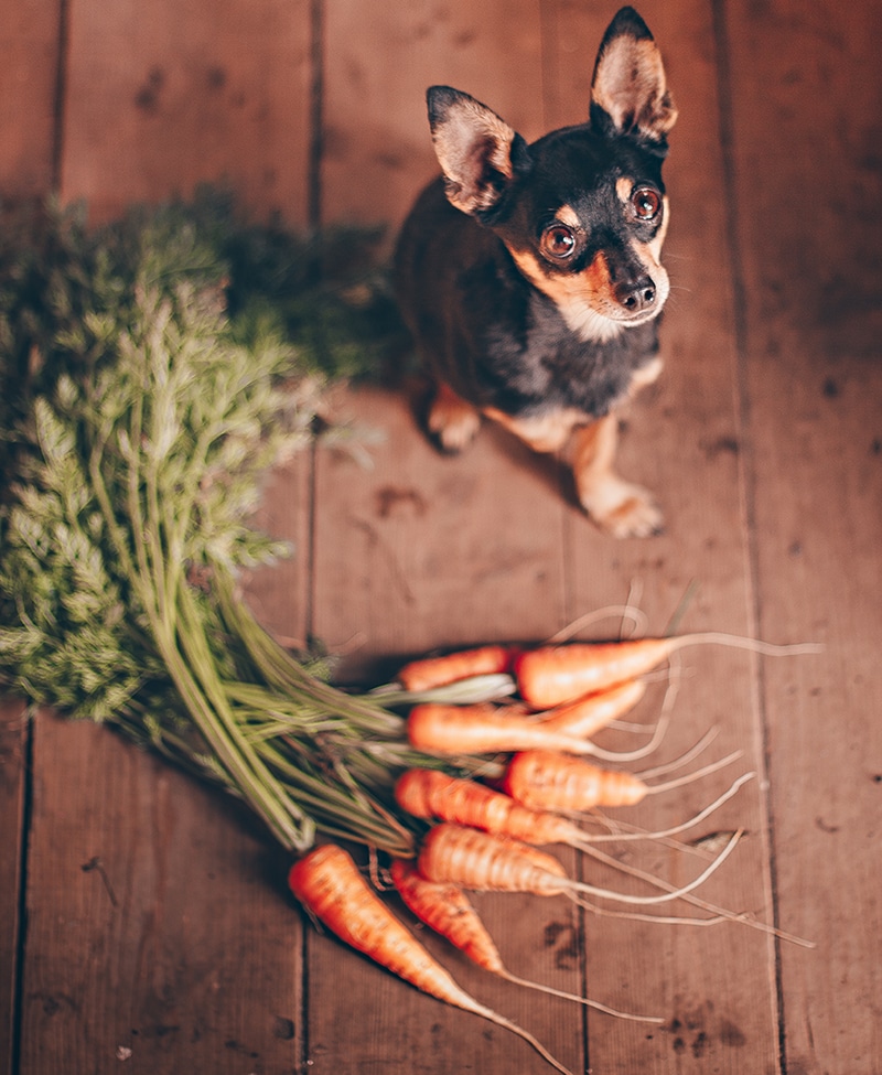 a small terrier dog sitting next to an organic carrot