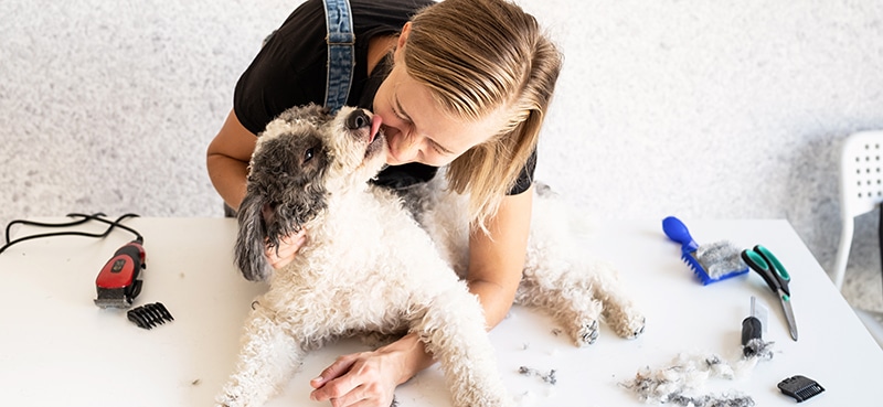 terrier dog licking his owner while groomer, and loves the new dog perfume she bought him