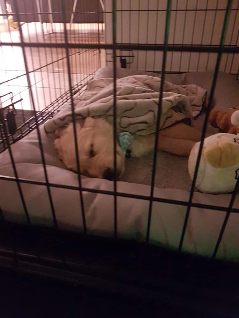 small white terrier loves his crate bed