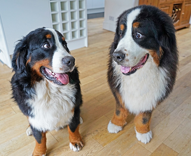 two bernese mountain dogs are excited to research for a new crate