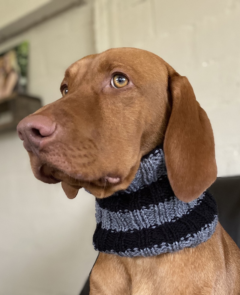 large brown breed dog is trying out a warm cozy scarf waiting to review  more clothing items for extra large dogs