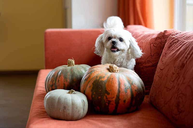 white terrier standing on the coach and posing to the camera next to pumpkins which he loves eating because he knows they're helping him with is anal gland issue