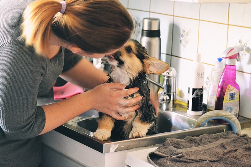 woman is washing and cleaning her puppy, and trying a new dog perfume