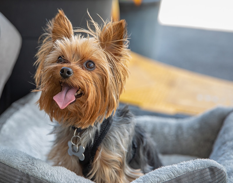 Yorkie is smiling to the camera while sitting in his grey small dog bed
