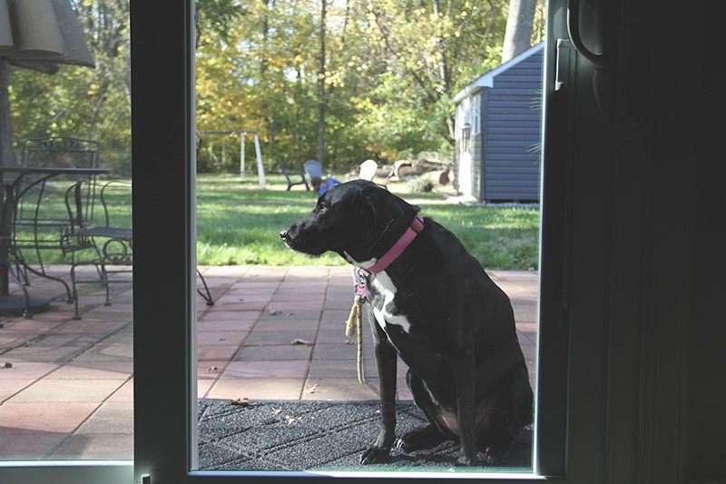 a large black dog sits outside  glass door
