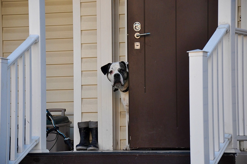 a large breed is looking out of through the front door