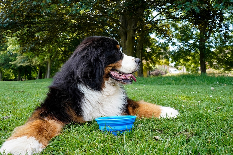 Bernese mountain dog is drinking outdoors to cool himself down