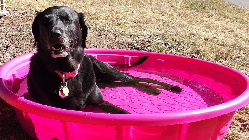 black Labrador is cooling himself in a pink kids pool