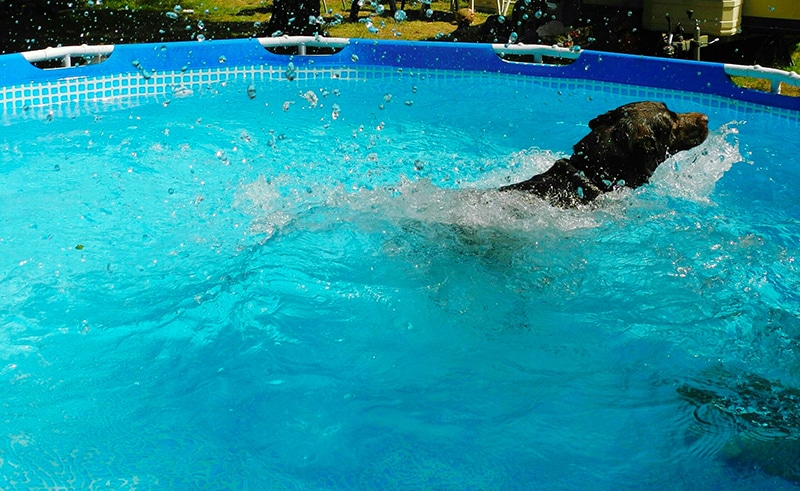 black labarador is swimming in a pool in the backyard in the summer