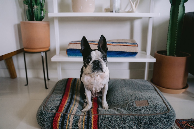 Boston Terrier is standing on his colorful washable dog bed