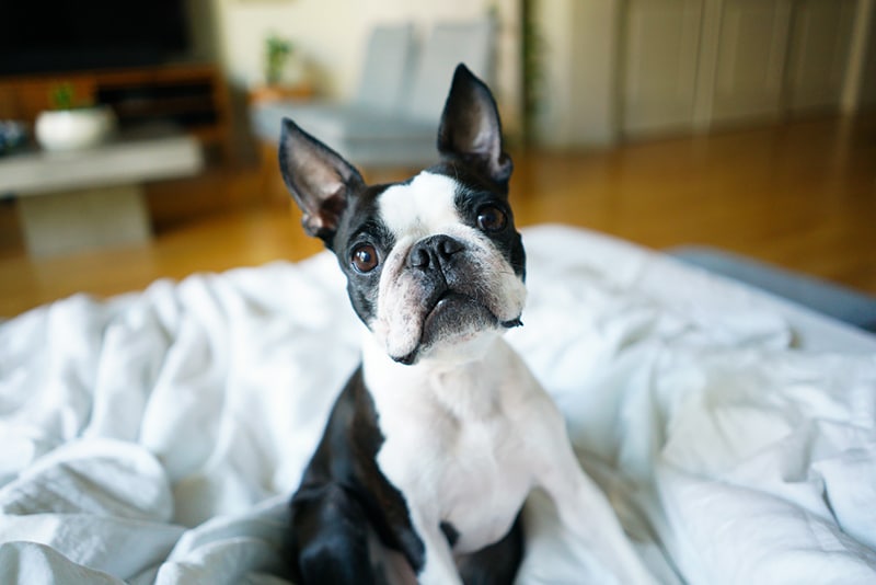 Boston Terrier is sitting on a bed after using the stairs