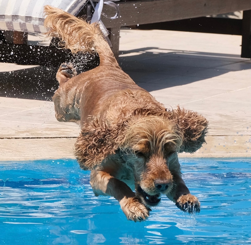 brown dog is jumping to the pool in a hot summer day