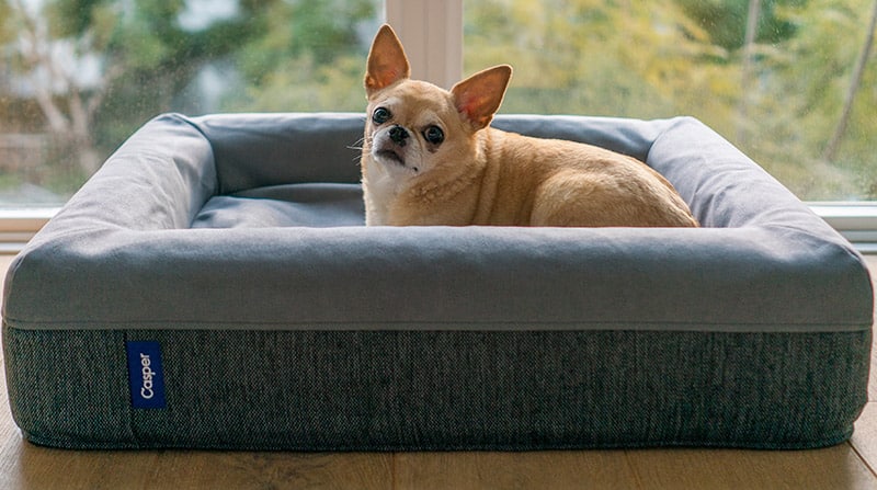 Chihuahua is resting on a comfortable orthopedic waterproof bed