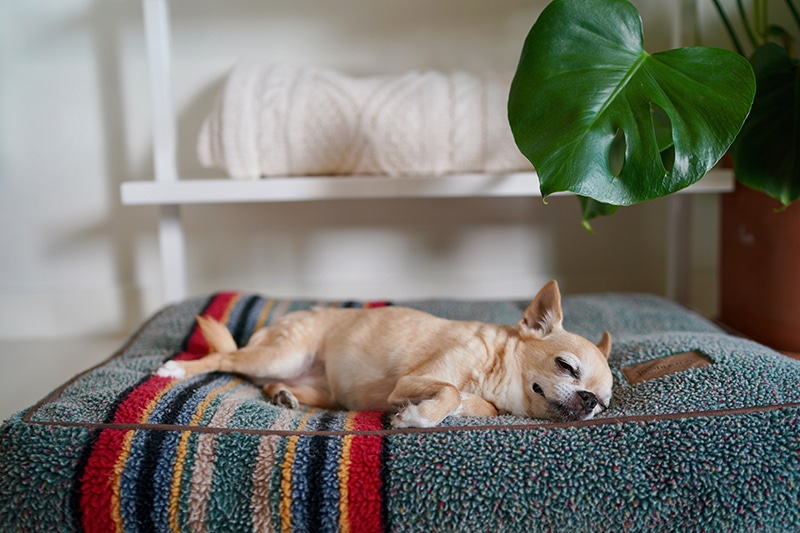 chihuahua is sleeping on a big memory foam dog bed